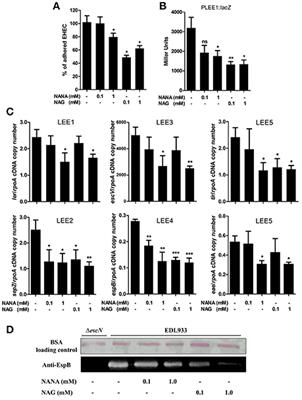 The NAG Sensor NagC Regulates LEE Gene Expression and Contributes to Gut Colonization by Escherichia coli O157:H7